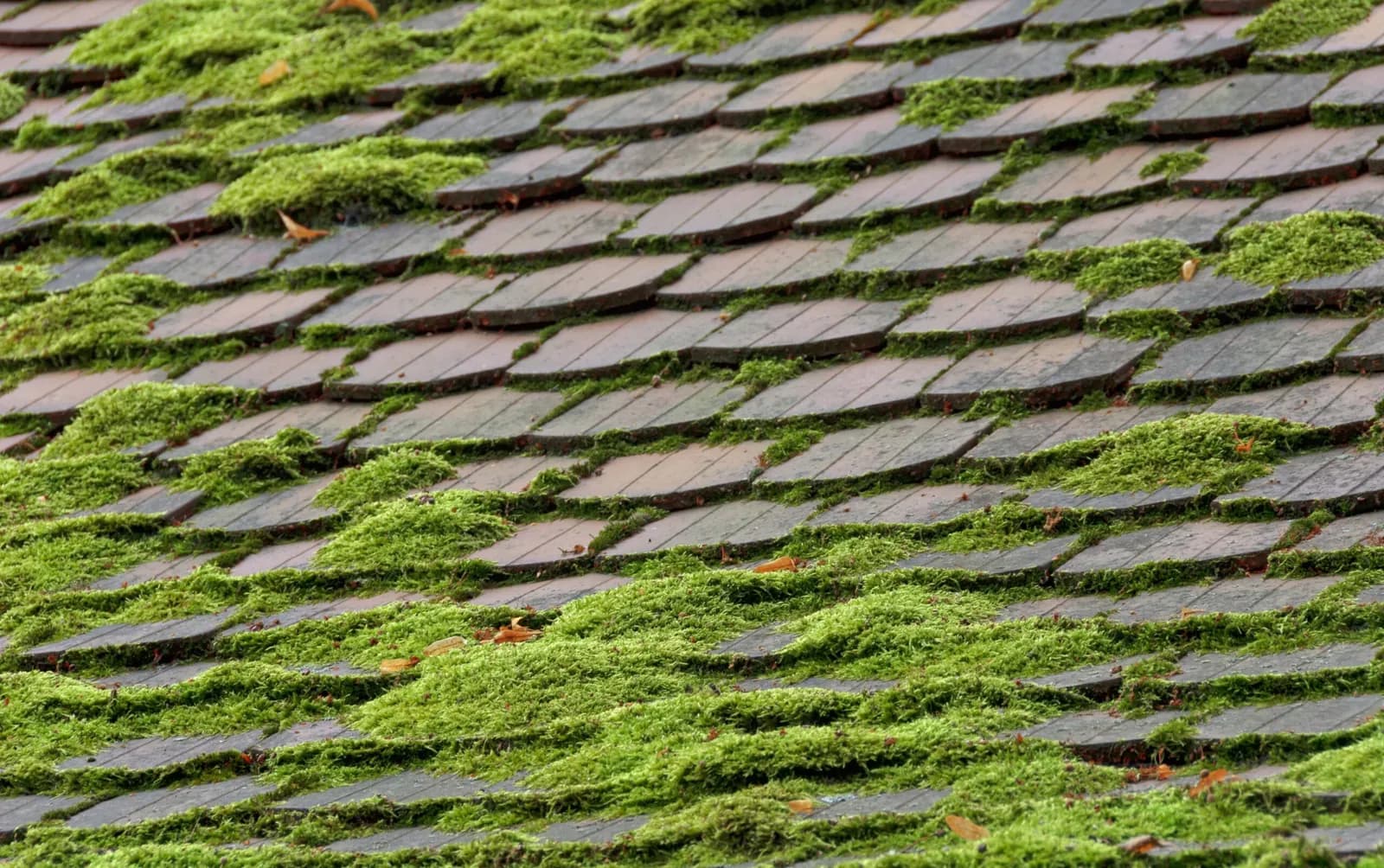 Tiled roof overgrown with moss, before moss removal